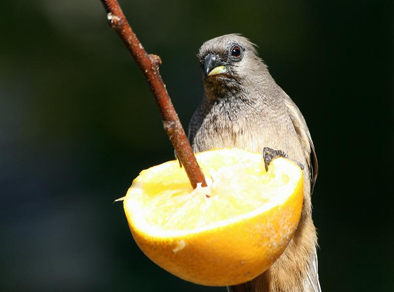 frieda 061.jpg - Die lemoen is myne en is dit nie heerlik nie!!!